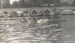 trening 19770003